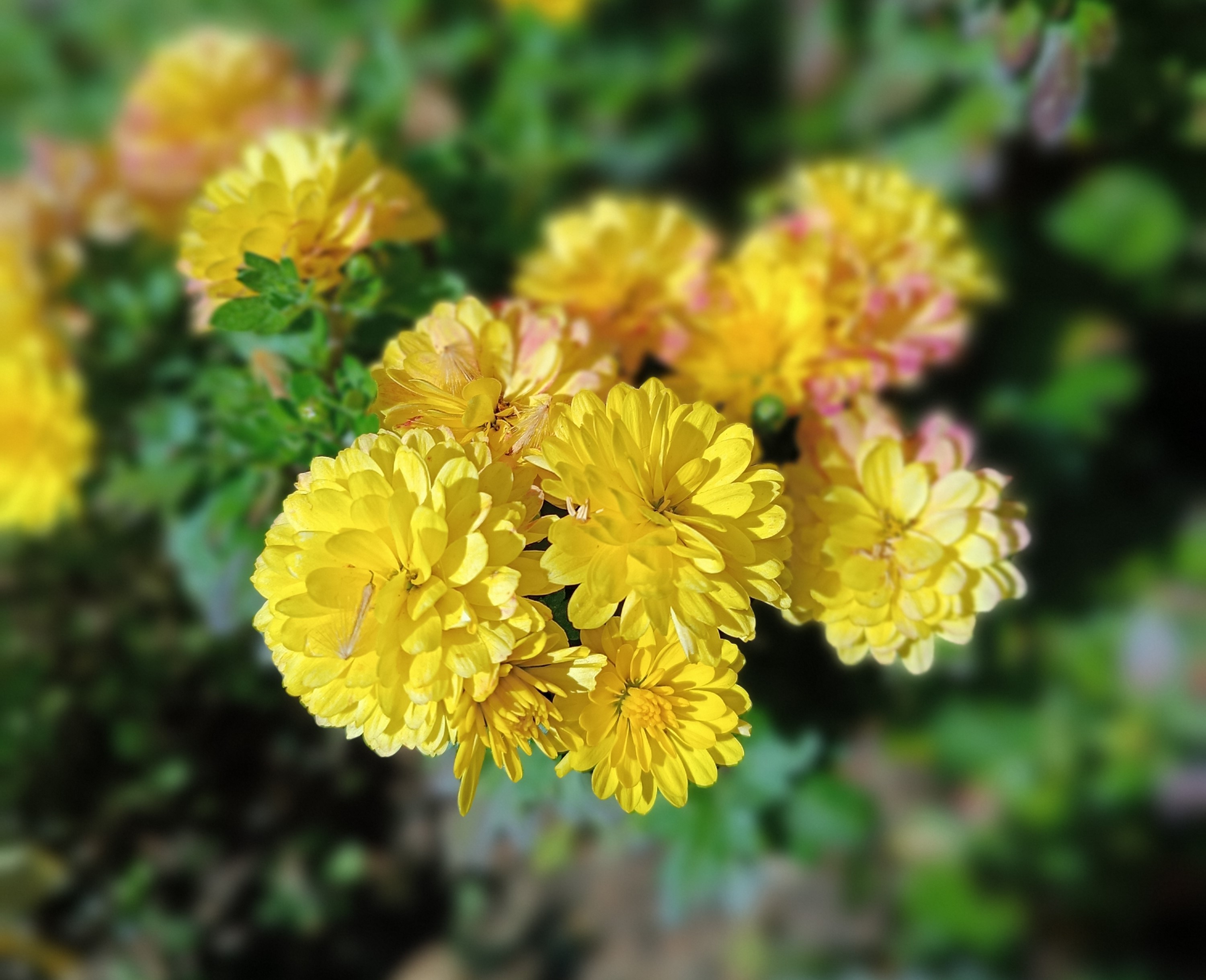 Jornada oberta de treball a l'Hort de la Lola – 15/05/26 de 18 a 20 hores